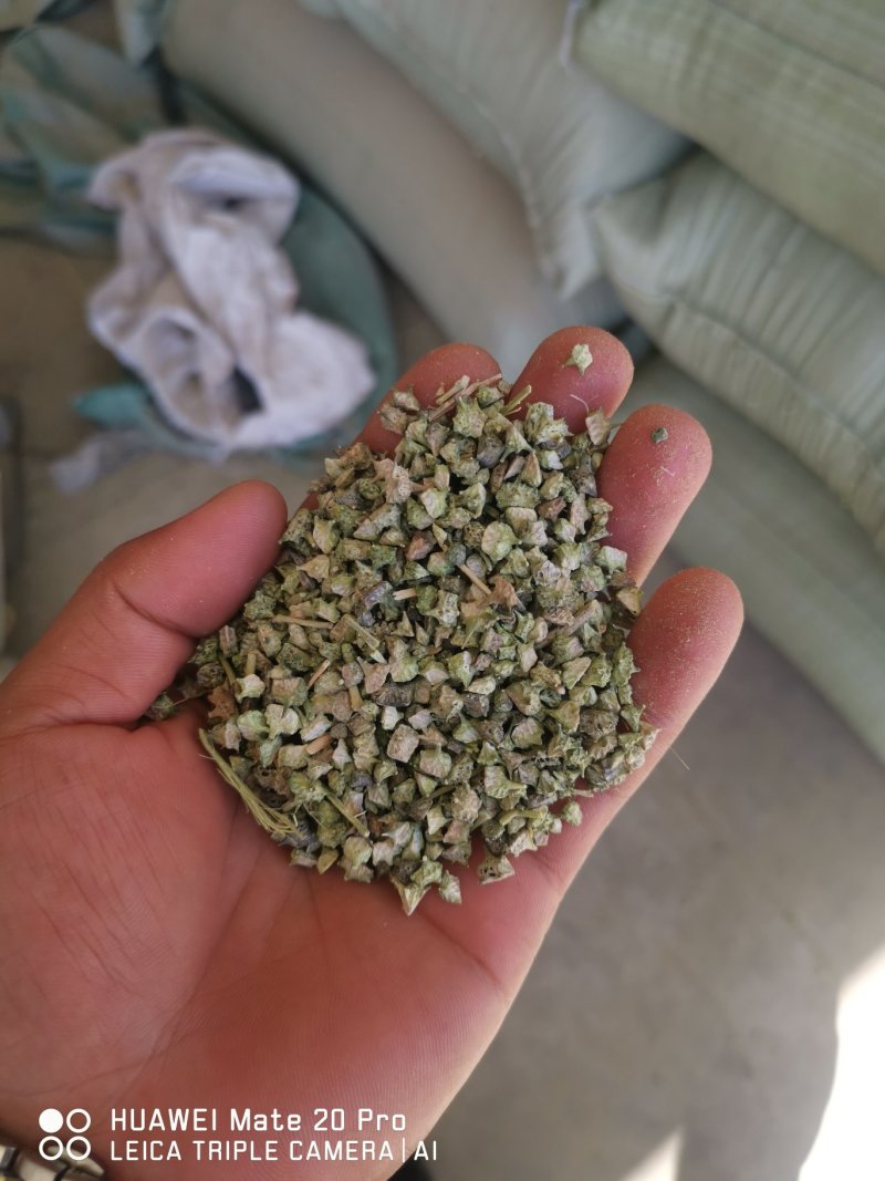白蒺藜产地一手货源质量可靠欢迎合作