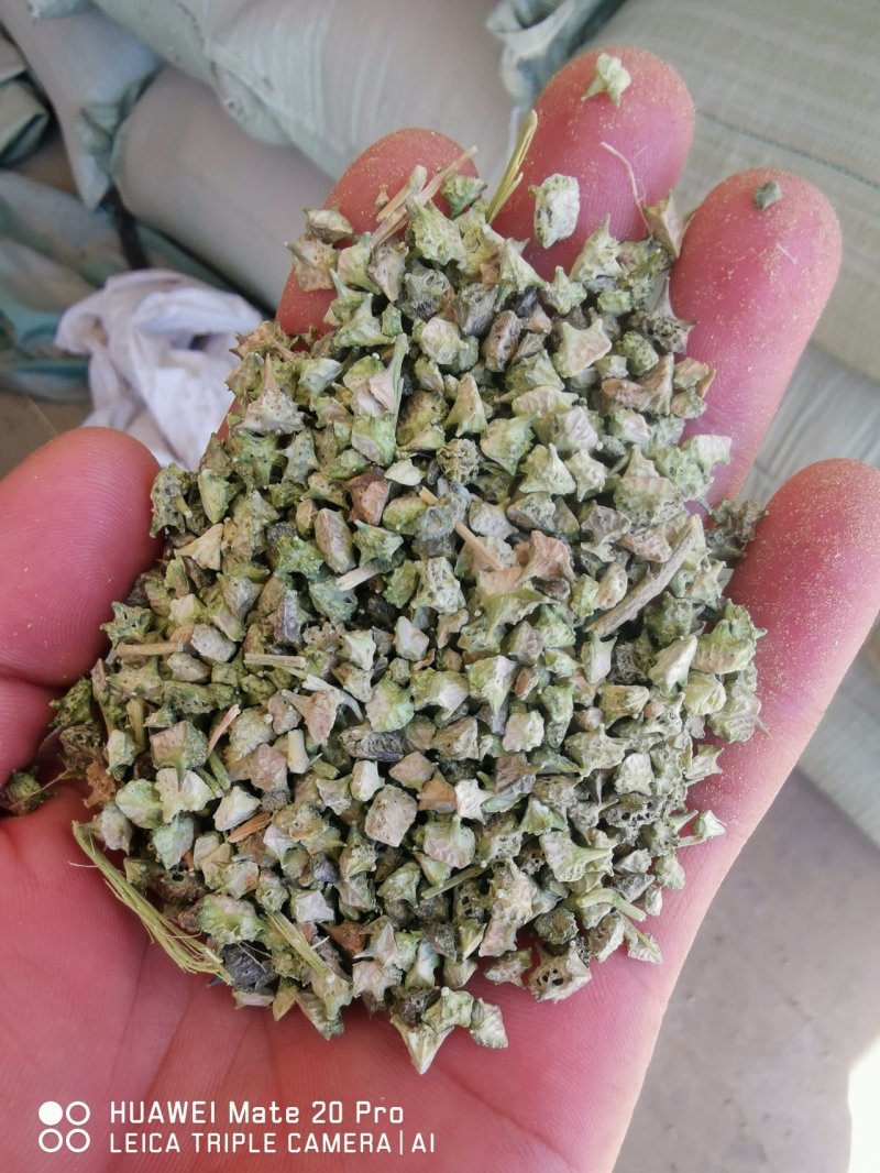白蒺藜产地一手货源质量可靠欢迎合作