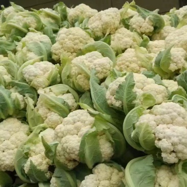 山东菜花，有机花菜，散花大量供应，山东肥城基地菜花