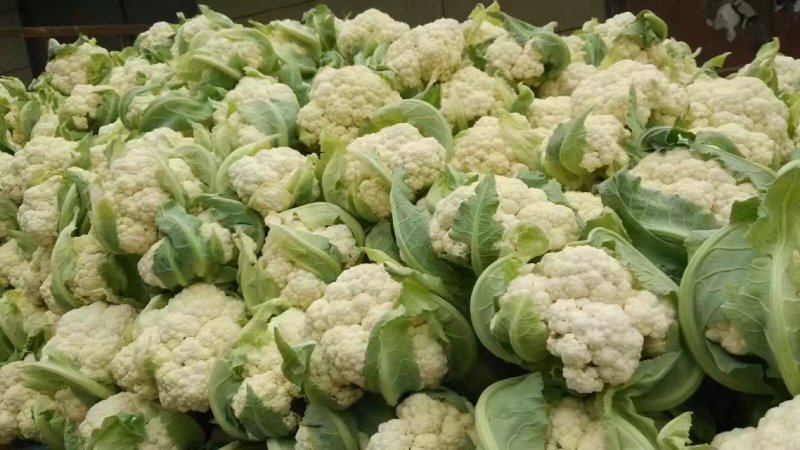 山东菜花，有机花菜，散花大量供应，山东肥城基地菜花