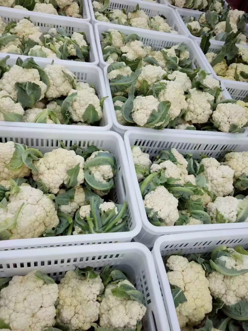 山东菜花，有机花菜，散花大量供应，山东肥城基地菜花