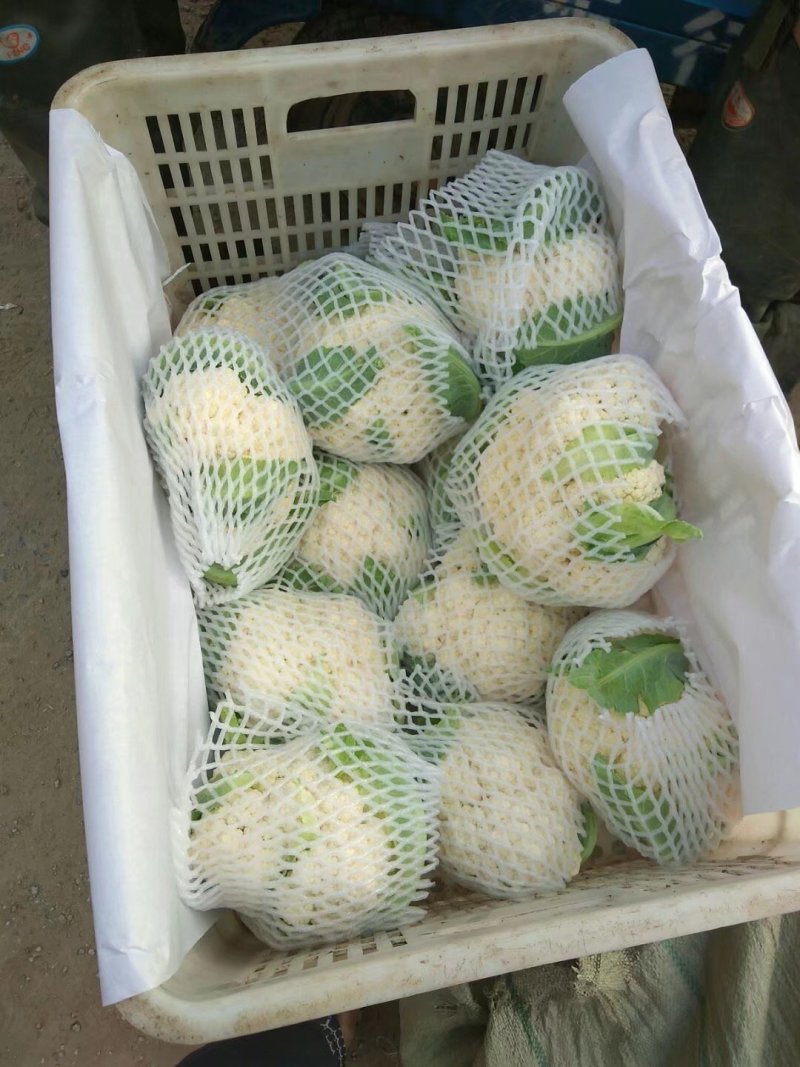 山东菜花，有机花菜，散花大量供应，山东肥城基地菜花