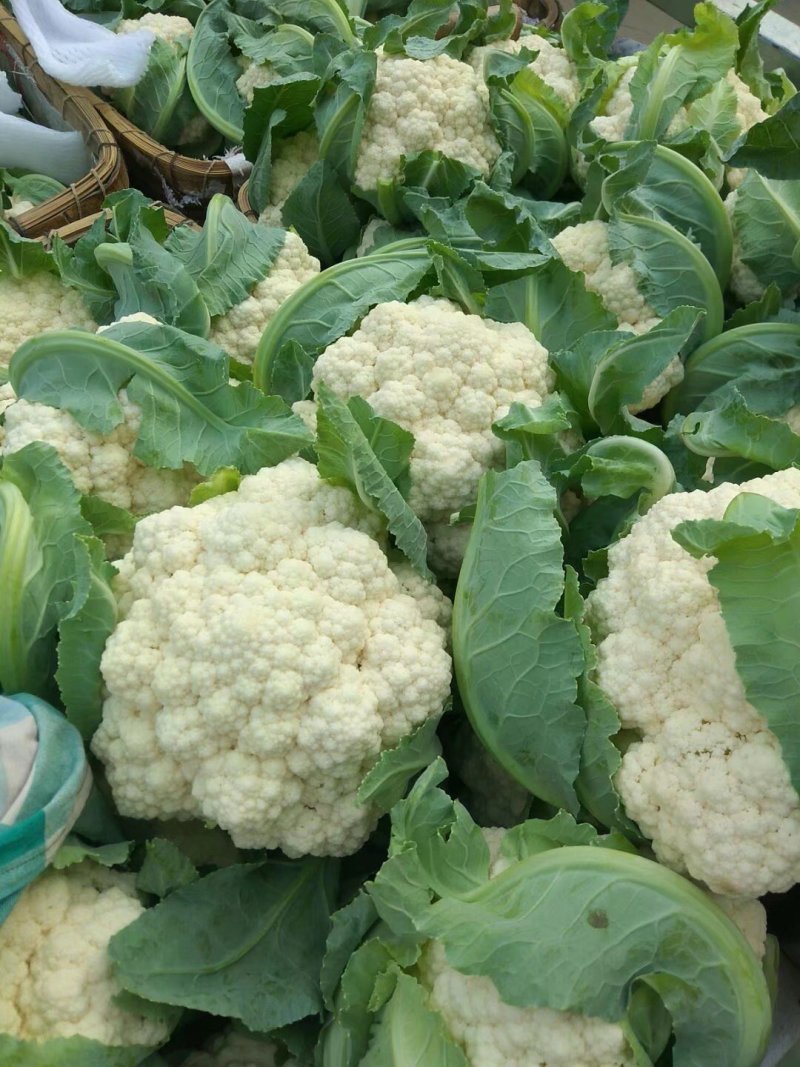山东菜花，有机花菜，散花大量供应，山东肥城基地菜花