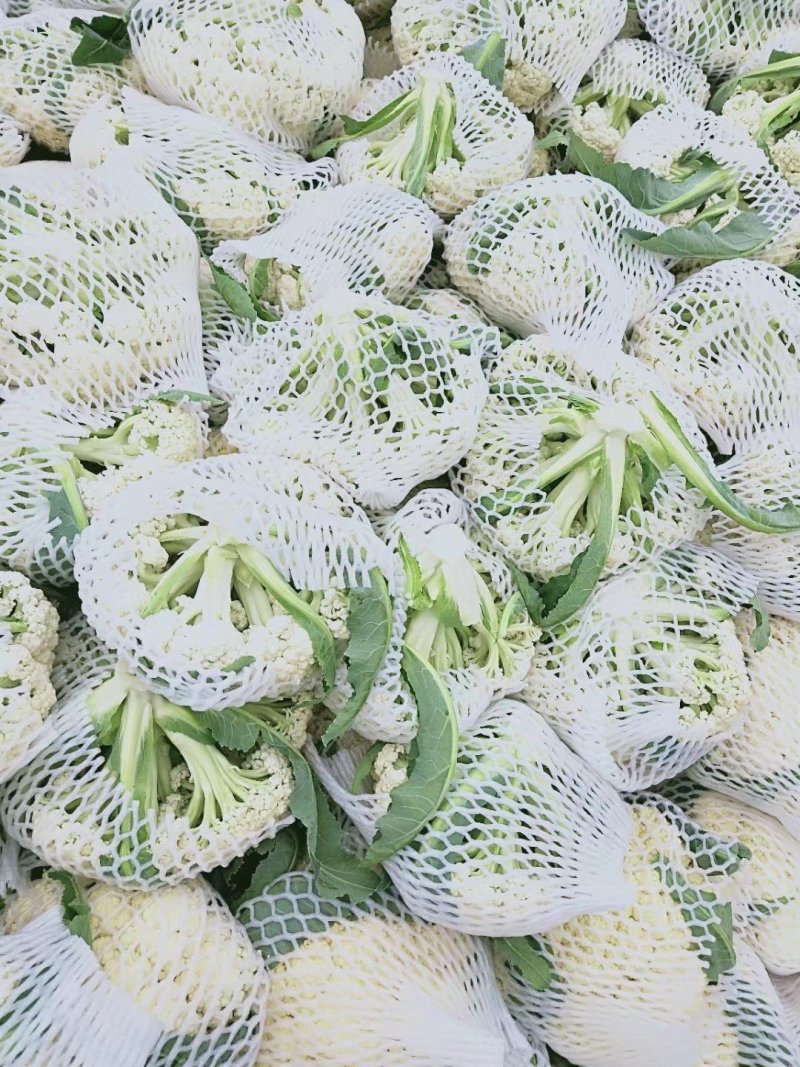山东菜花，有机花菜，散花大量供应，山东肥城基地菜花