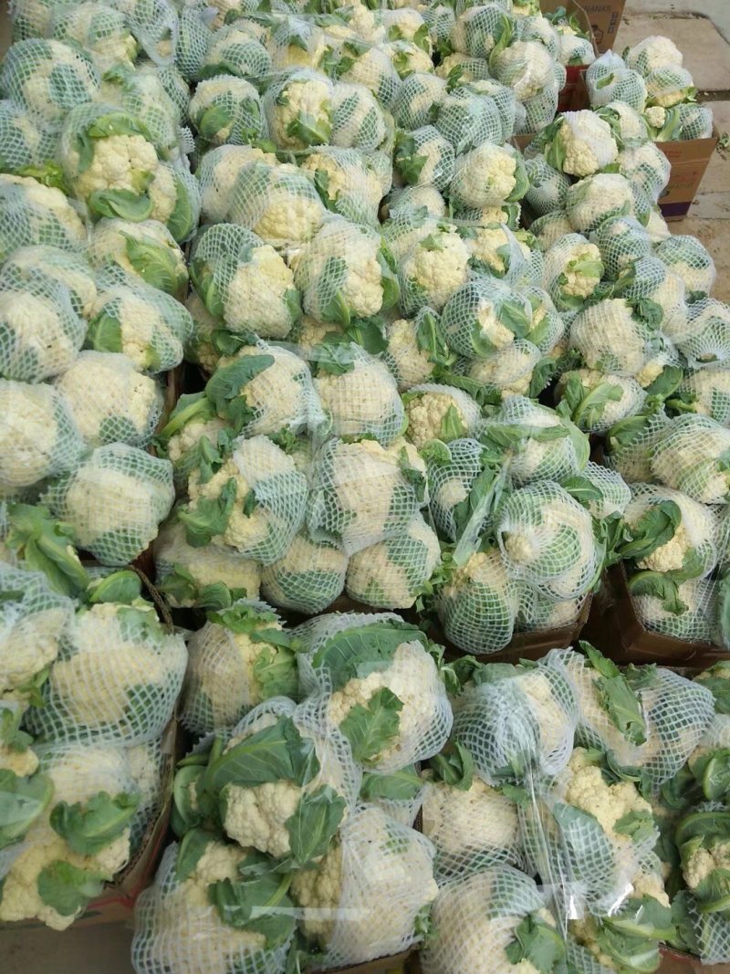 山东菜花，有机花菜，散花大量供应，山东肥城基地菜花