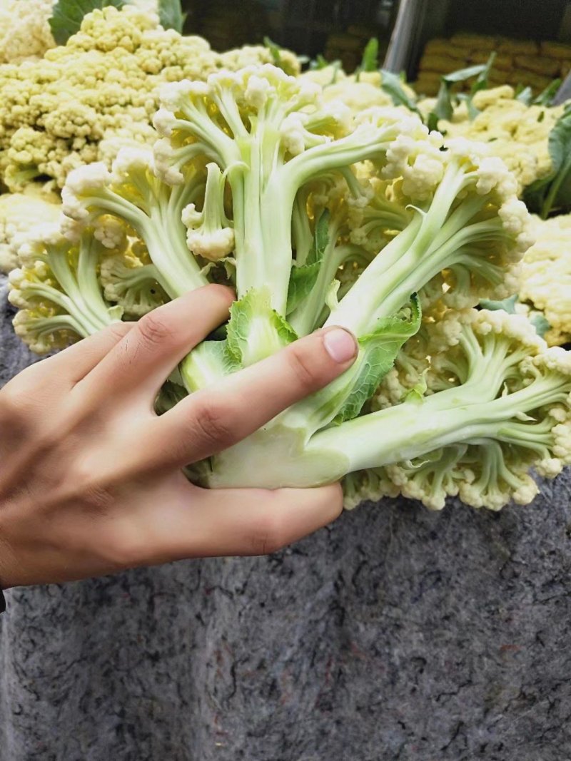 山东菜花，有机花菜，散花大量供应，山东肥城基地菜花
