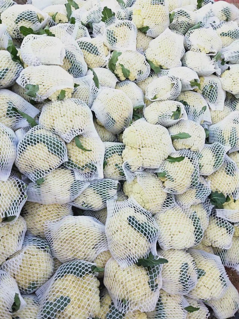 山东菜花，有机花菜，散花大量供应，山东肥城基地菜花