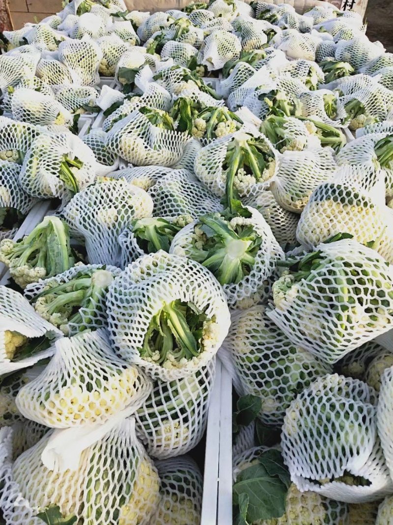 山东菜花，有机花菜，散花大量供应，山东肥城基地菜花