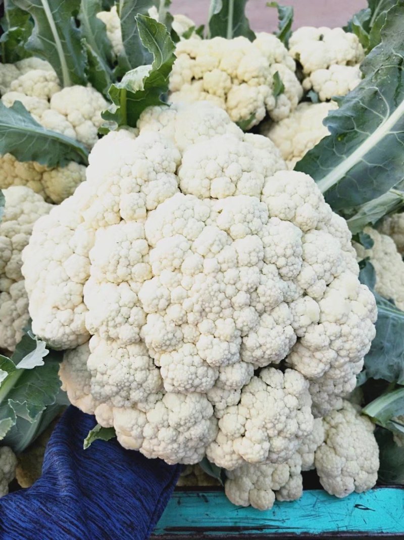 有机花菜，山东肥城大量上市，青梗松花菜基地供应