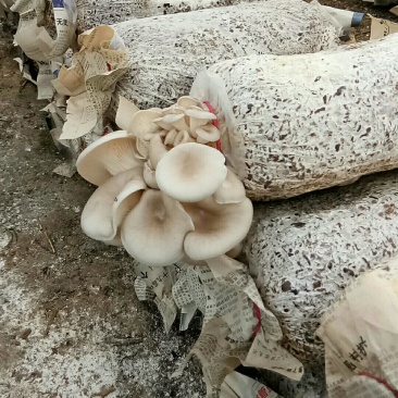 平菇菌包4.5到5斤