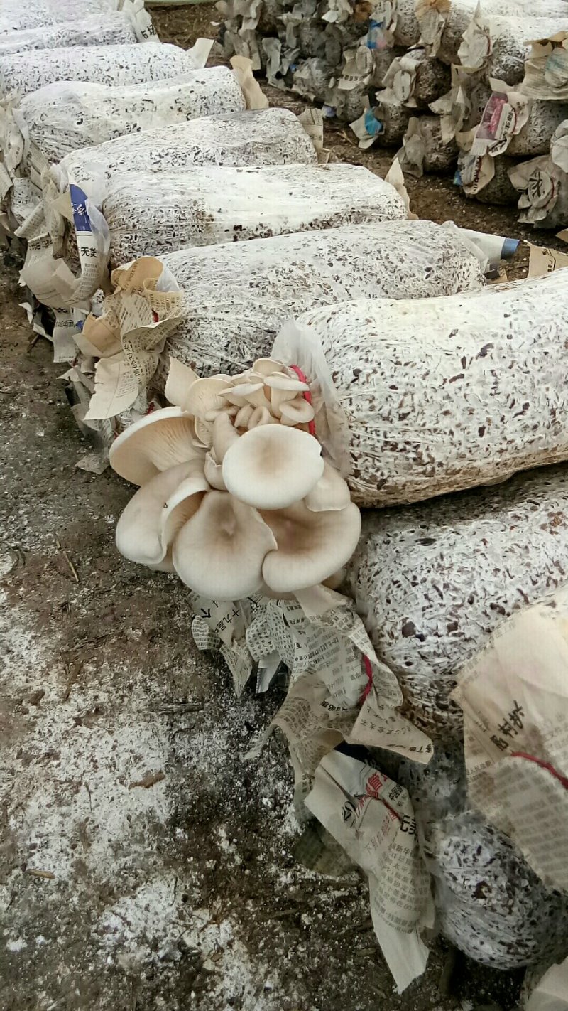 平菇菌包4.5到5斤