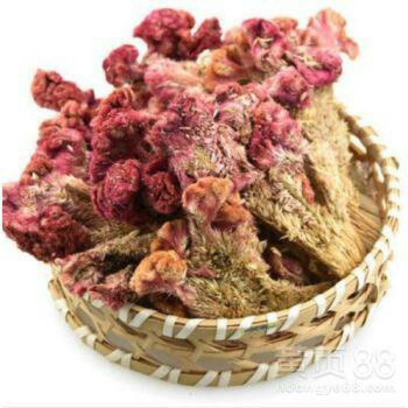 鸡冠花千余品种供应承接订单