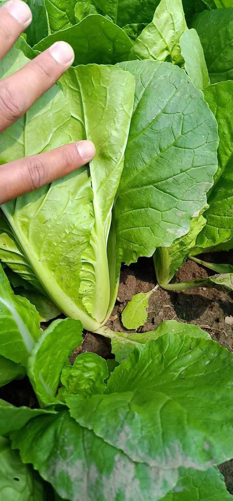 精品大棚奶白菜快菜蔬菜种植基地质优价廉全国发货