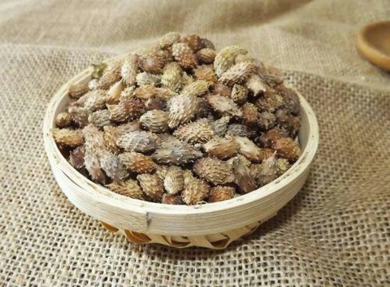 苍耳子千余品种供应承接订单