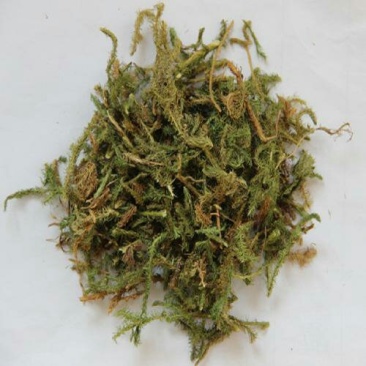 伸筋草千余品种供应承接订单
