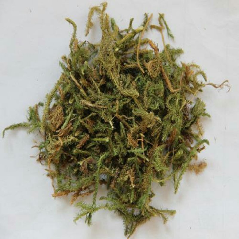 伸筋草千余品种供应承接订单