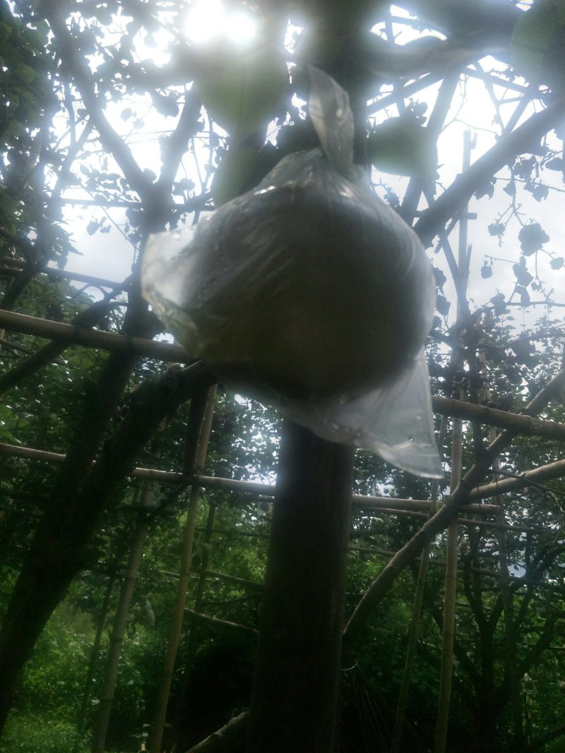 一年好景君须记，最是洞冠梨熟时。中秋节快到了，洞冠梨