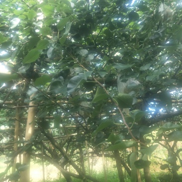 一年好景君须记，最是洞冠梨熟时。中秋节快到了，洞冠梨