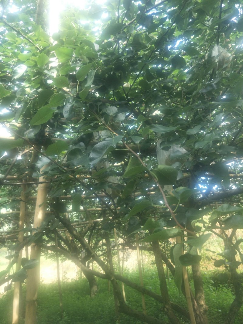 一年好景君须记，最是洞冠梨熟时。中秋节快到了，洞冠梨