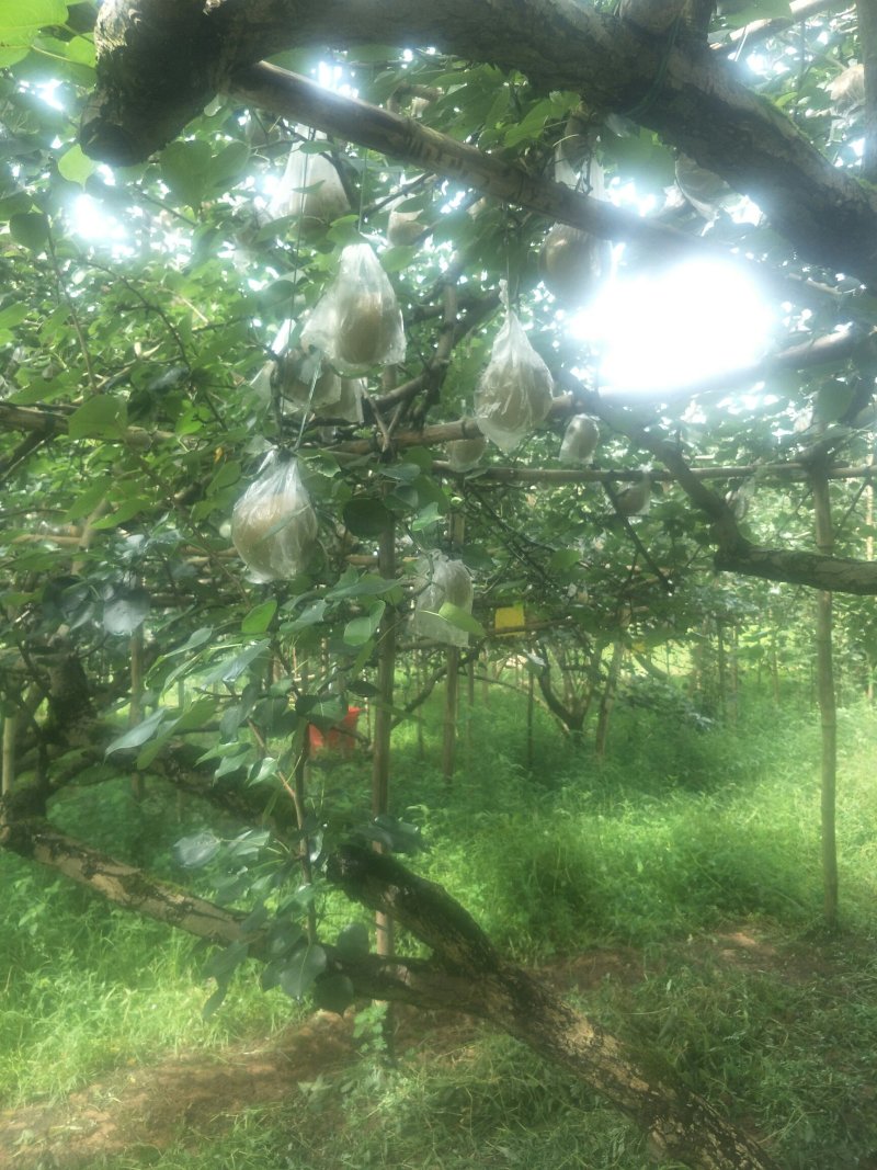 一年好景君须记，最是洞冠梨熟时。中秋节快到了，洞冠梨