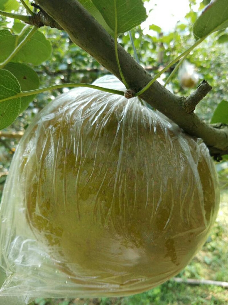 一年好景君须记，最是洞冠梨熟时。中秋节快到了，洞冠梨