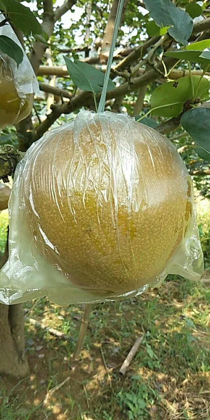 一年好景君须记，最是洞冠梨熟时。中秋节快到了，洞冠梨