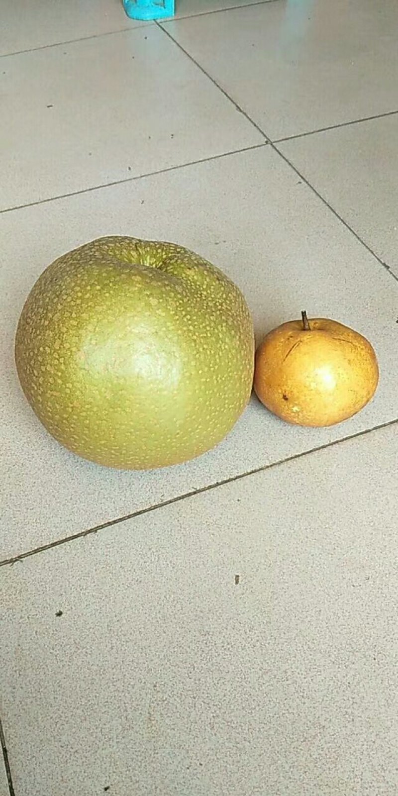 一年好景君须记，最是洞冠梨熟时。中秋节快到了，洞冠梨