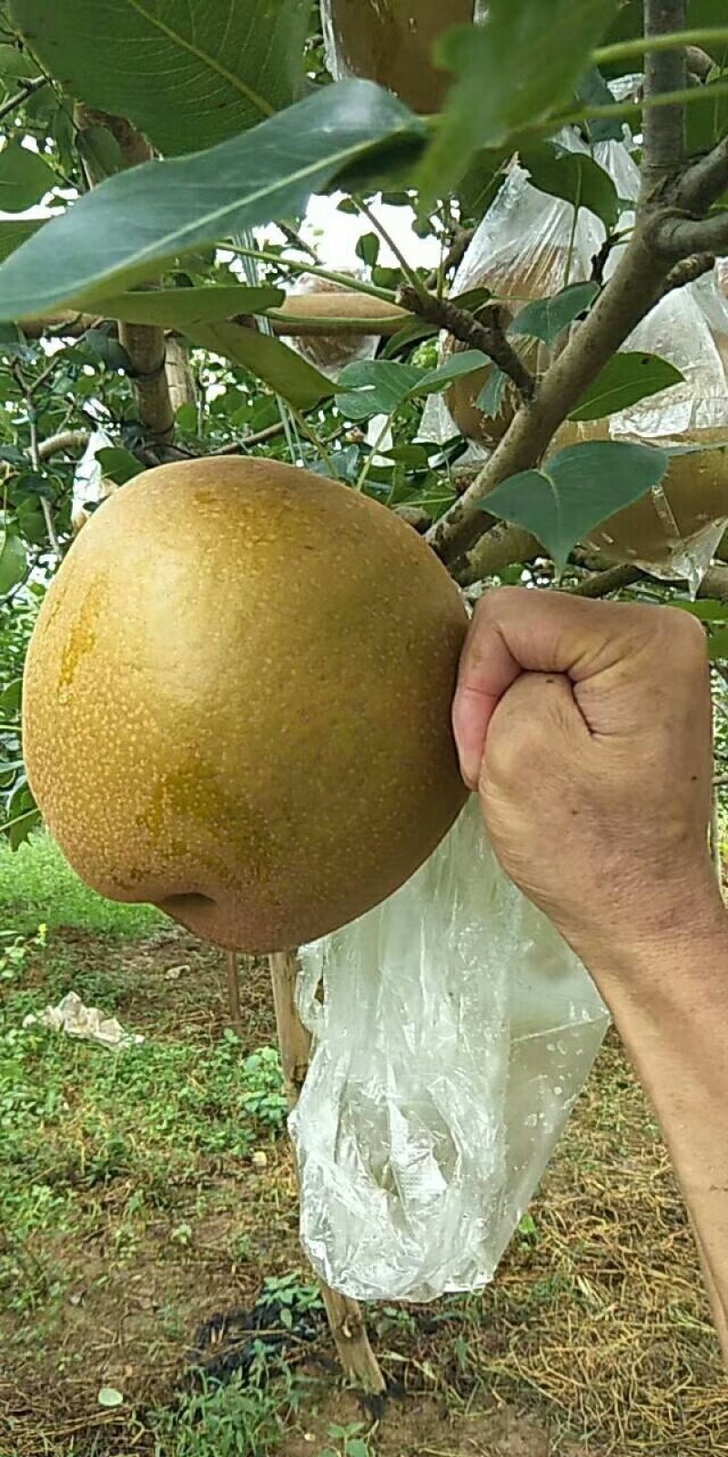 一年好景君须记，最是洞冠梨熟时。中秋节快到了，洞冠梨