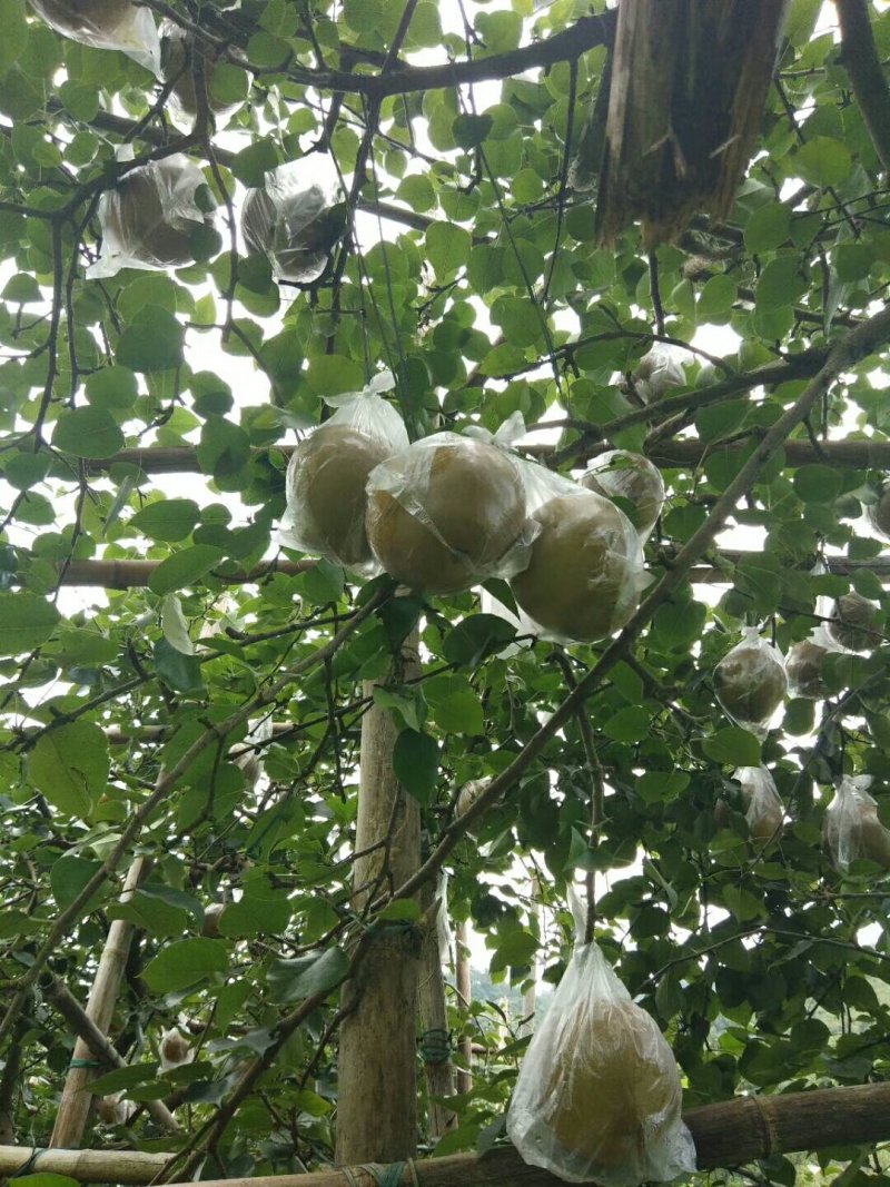 一年好景君须记，最是洞冠梨熟时。中秋节快到了，洞冠梨