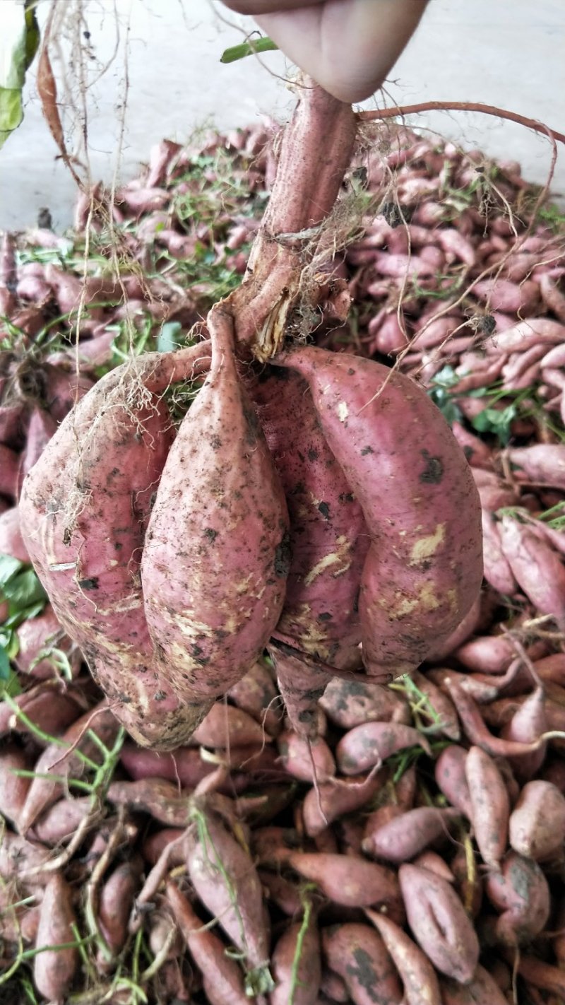 蜜薯烟薯25大量上市