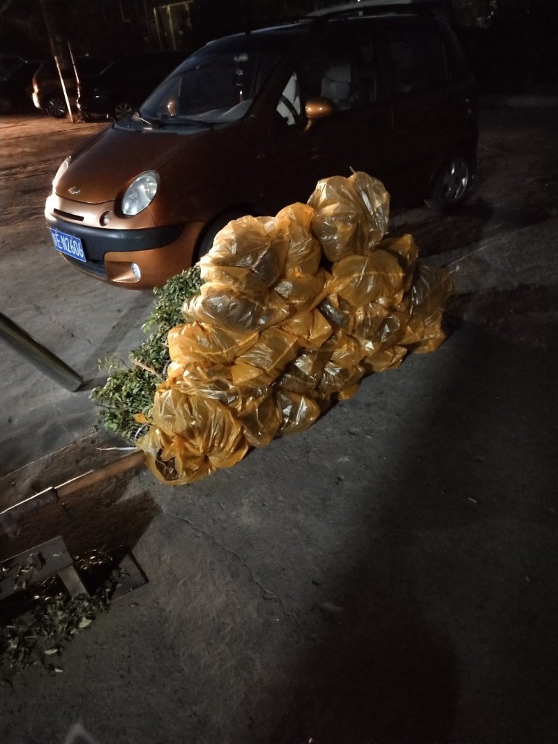 高产量南强二号抗病抗旱能力强成活率高