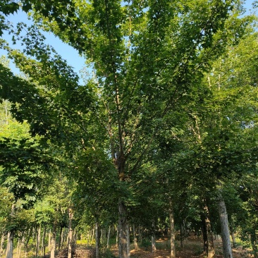 五角枫，截杆发冒，元宝枫。自家苗圃大量供应