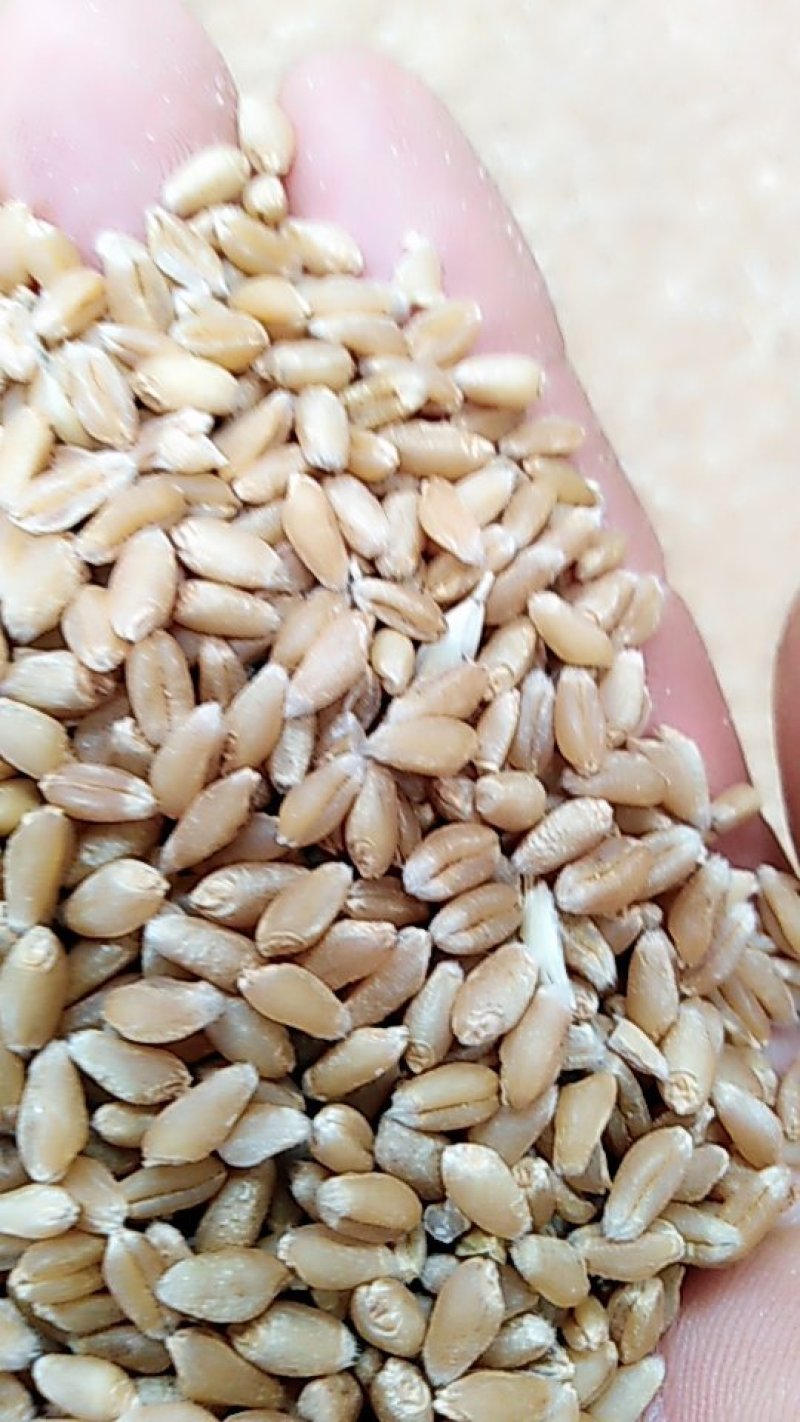新麦26优质小麦