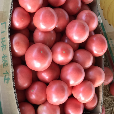 硬粉西红柿