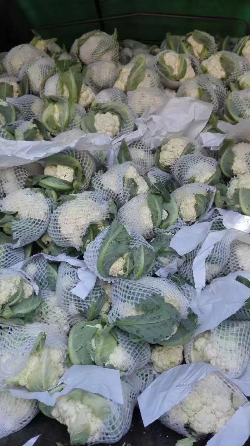 有机花菜，山东肥城大量上市，青梗松花菜基地供应