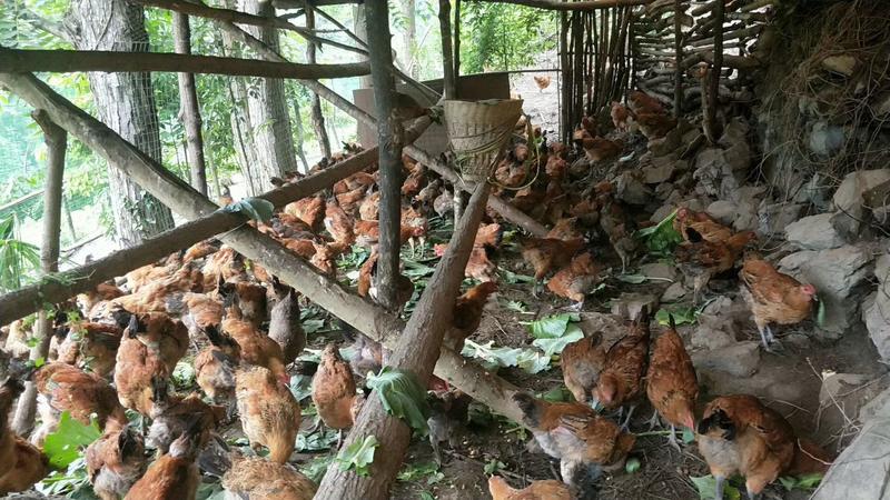 深林林下生态散养土鸡，白条，生长期6个月以上，对接全国，
