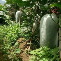 白皮冬瓜