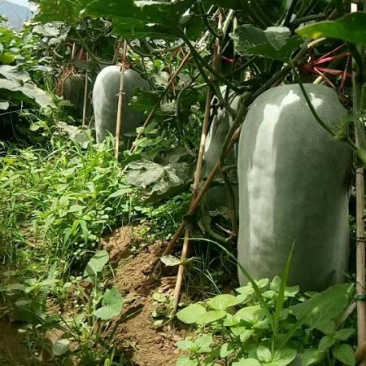 白皮冬瓜