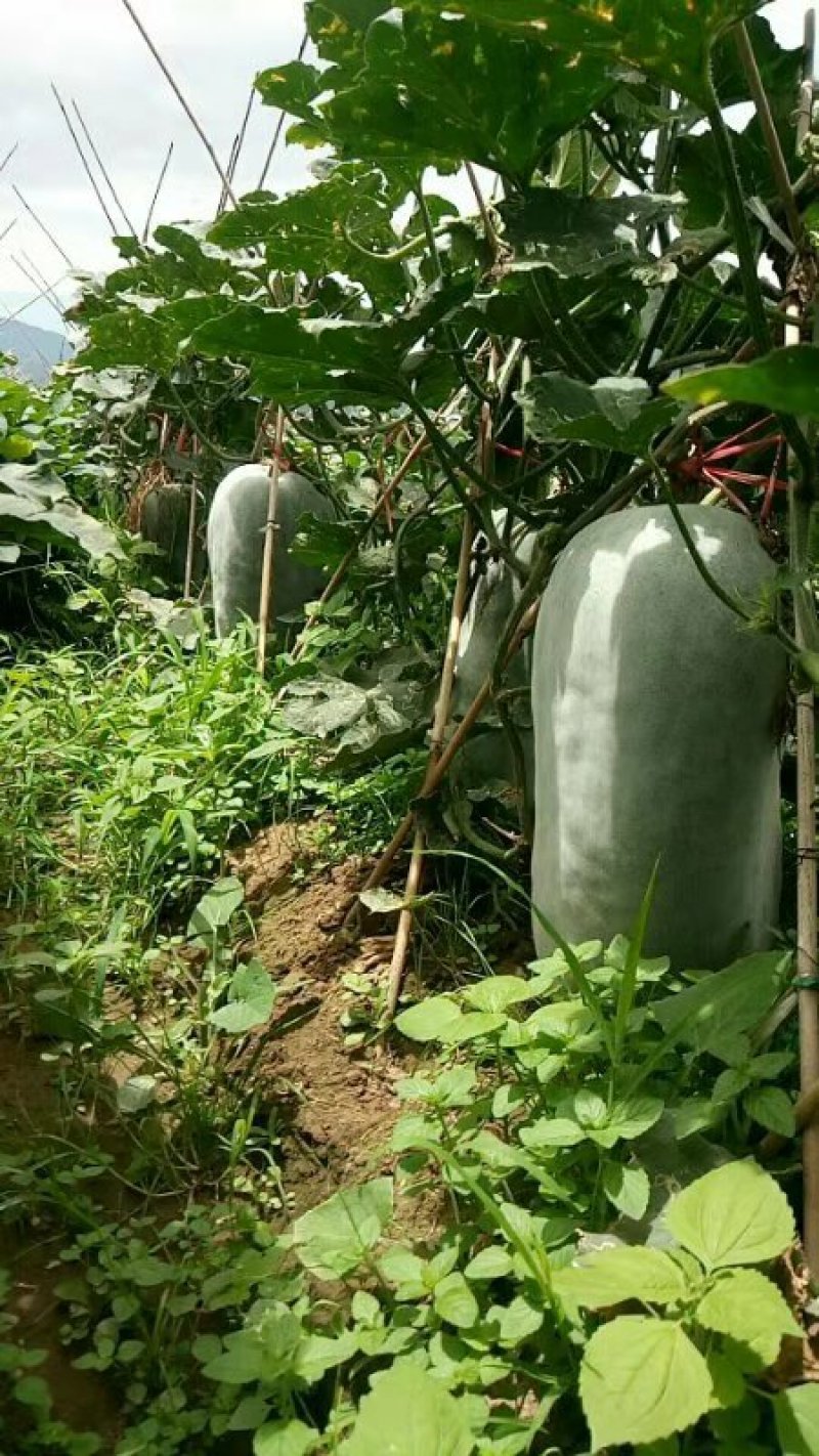 白皮冬瓜