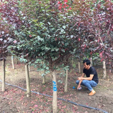 美人梅8公分，产地直销，规格齐全，