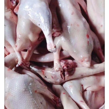 彭州九尺鲜鹅肉发售量大从优