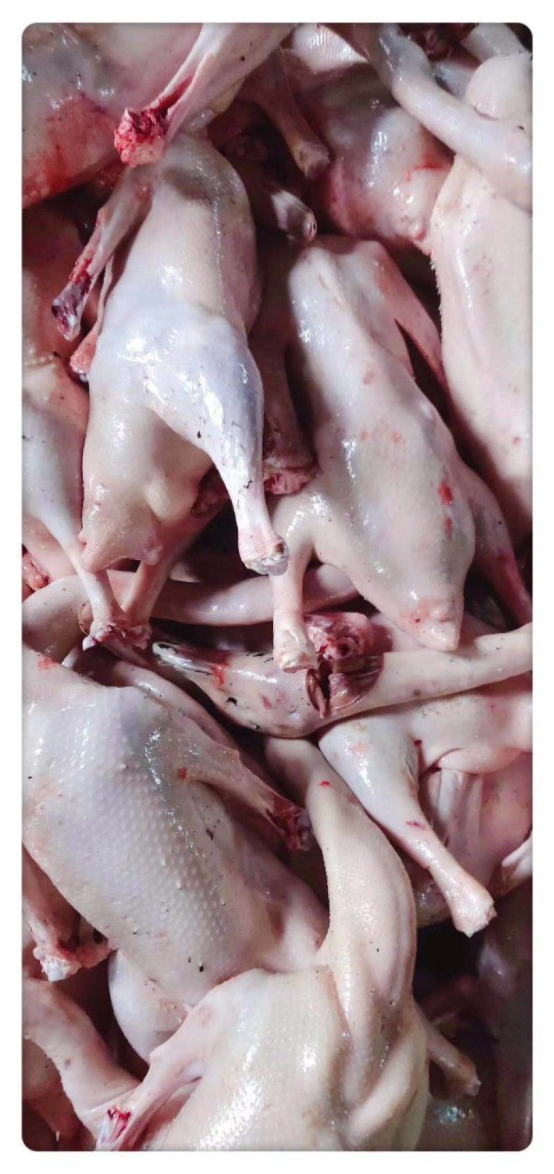 彭州九尺鲜鹅肉发售量大从优