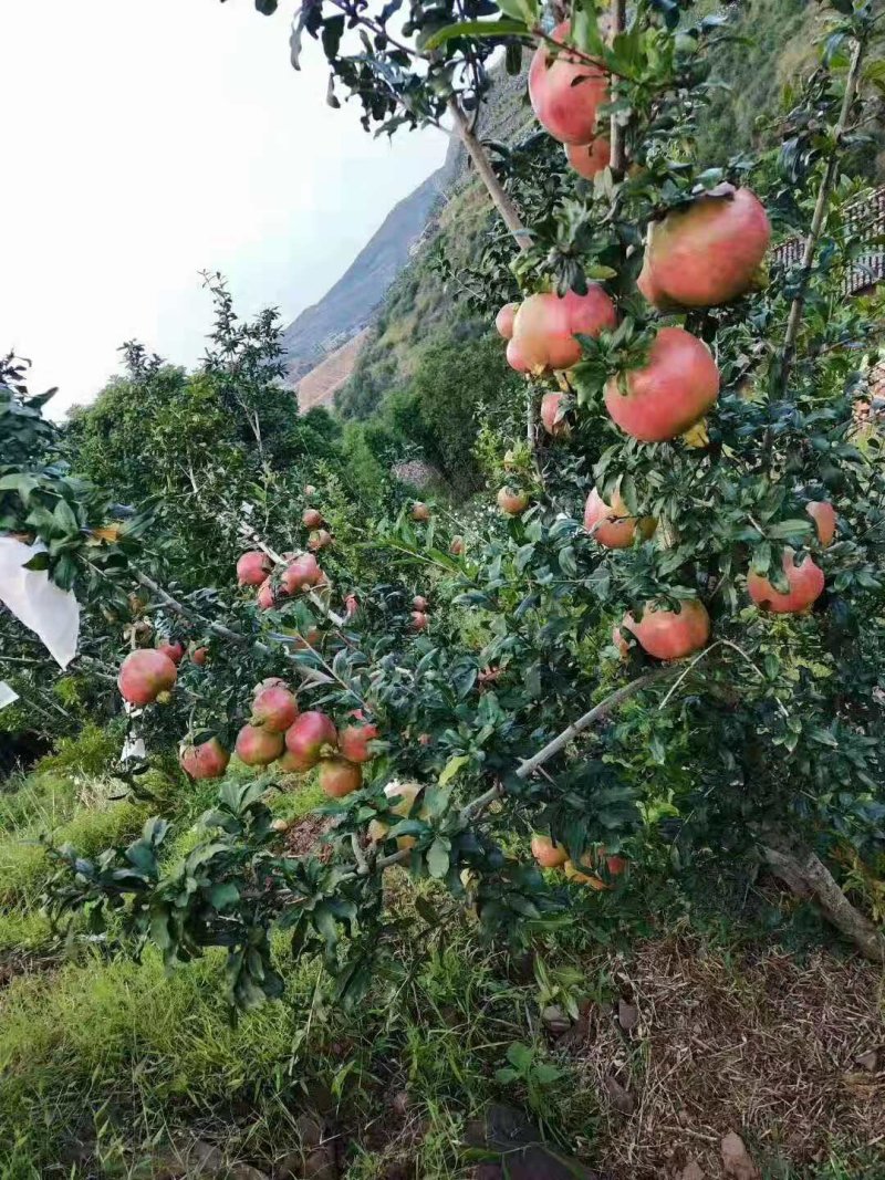会理石榴