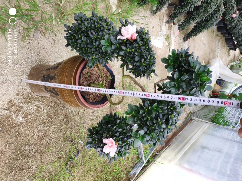 杜鹃游龙造型杜鹃