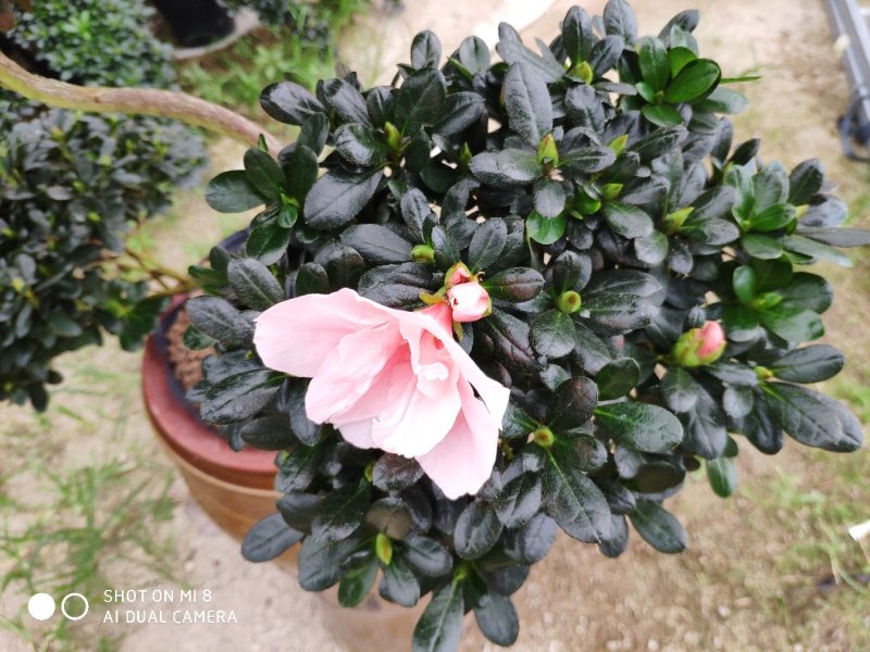 杜鹃游龙造型杜鹃