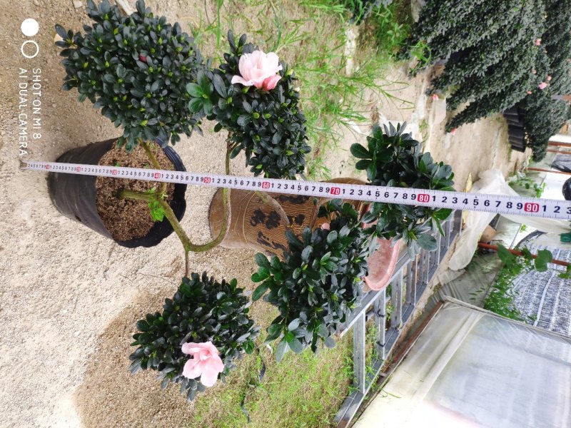 杜鹃游龙造型杜鹃