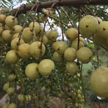 牛柑果油甘果赤皮油甘果，孕妇水果，可以煲汤、生吃