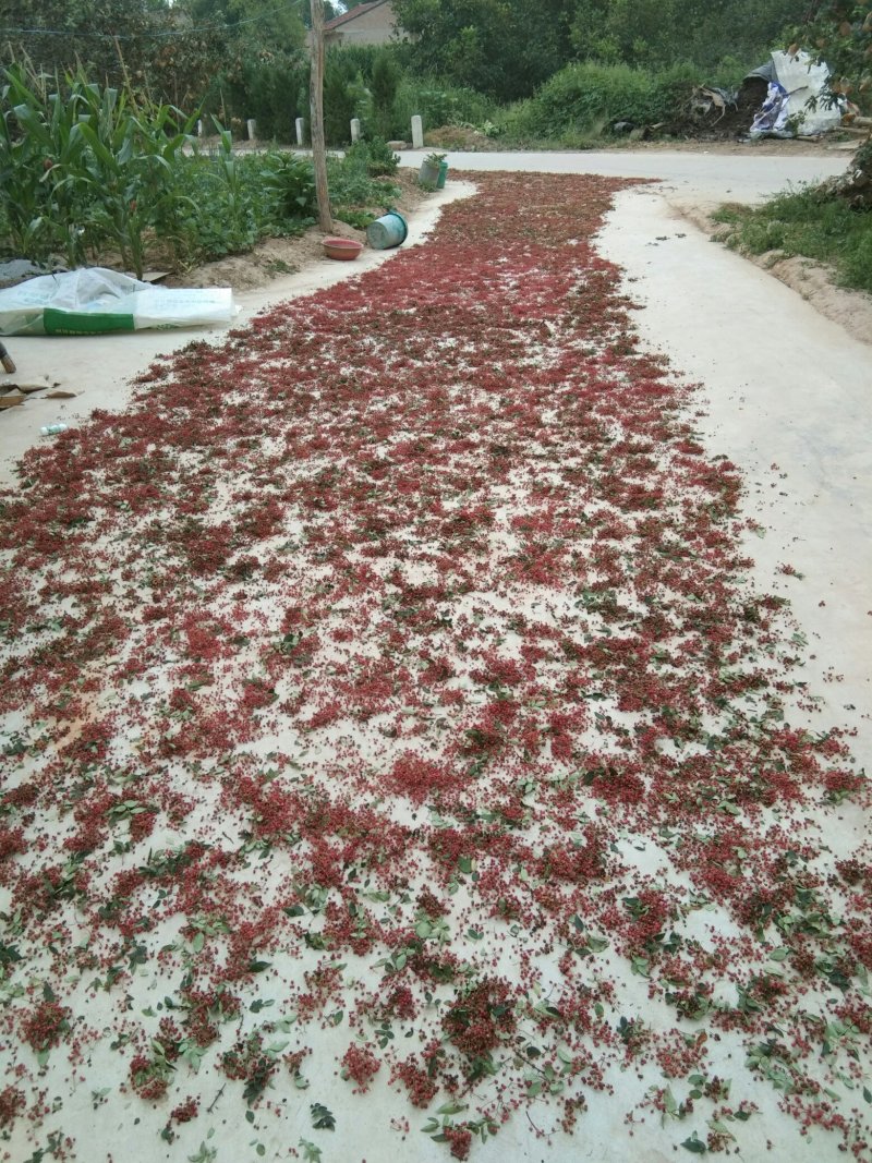 陕西彬洲市特红好花椒