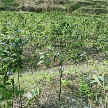 黄精种茎