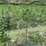 黄精种茎